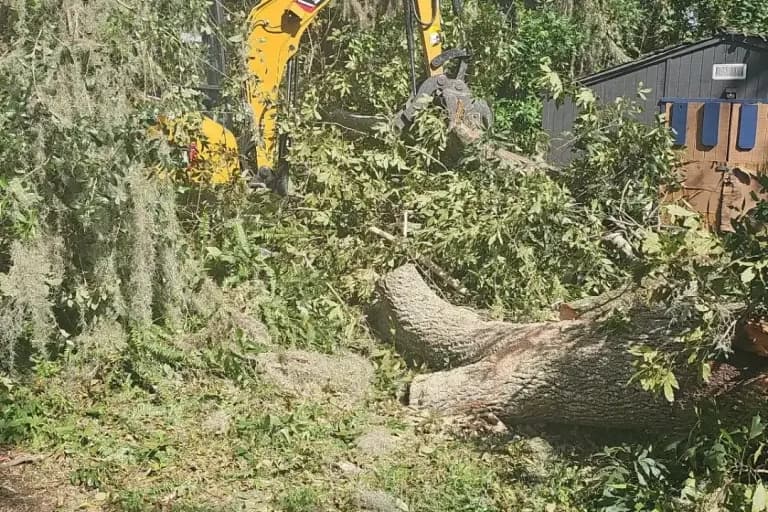 Excavator lifting cut limbs and a felled tree trunk out of an overgrown lot