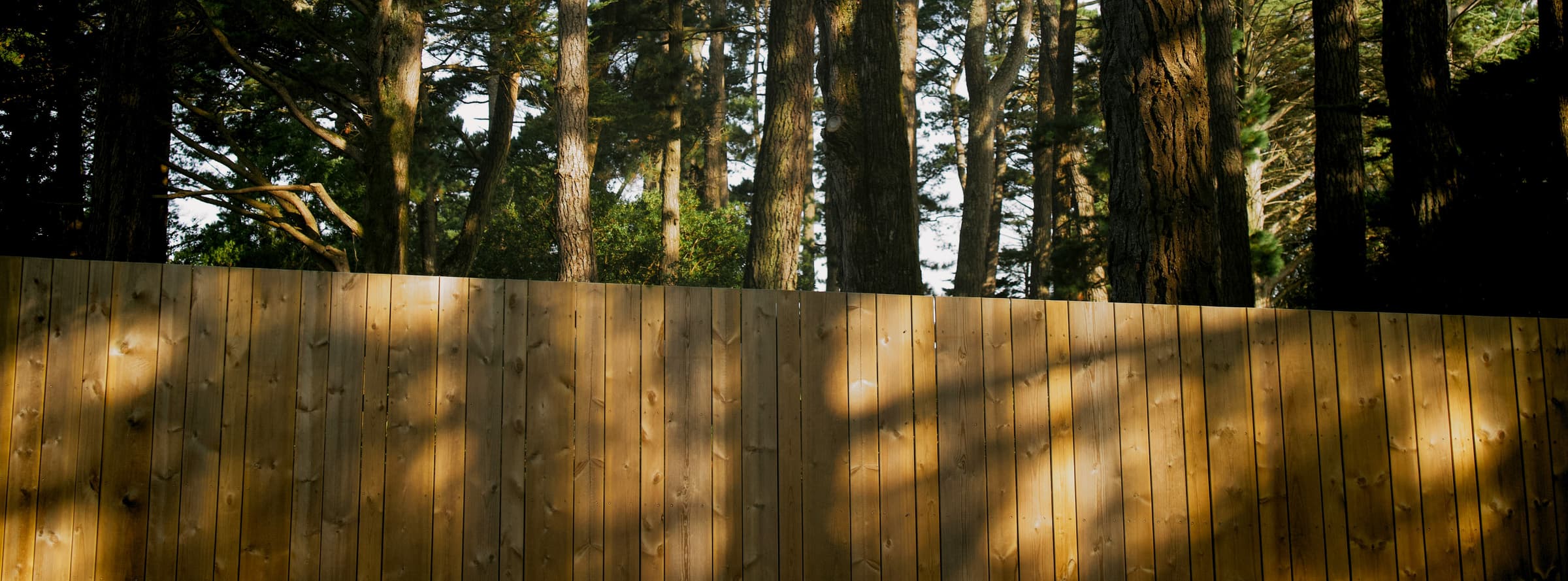 Wood privacy fence running along a line of pine trees
